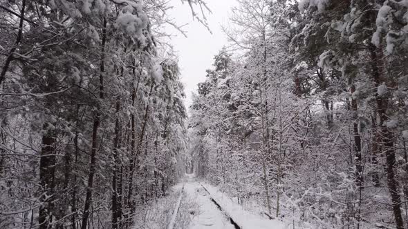 4k. Aerial view on winter Natural Tunnel of Love with Railway Road. Klevan, Ukraine. picturesque 