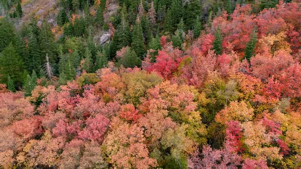 Aerial view of colorful fall foliage next to pine trees