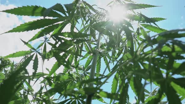 Marijuana Cannabis Plant Growing Outdoors at Summer Garden
