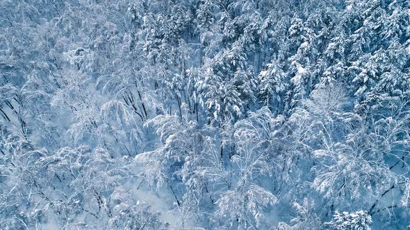 Snowy Branches in Forest