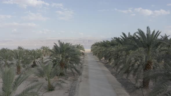 Fast Aerial fly forward over a Palm Plantation and reveal Dead sea wide panoramic view, Drone shot