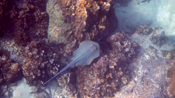 Sea Stingray Swims Over Coral Reef in Sun Rays