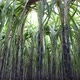 Sugarcane plants growing at field - VideoHive Item for Sale