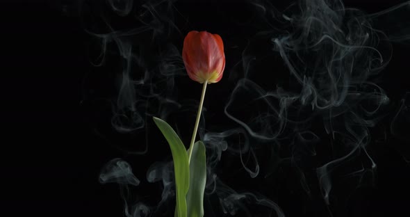 The Tulip Curls Up in the Smoke