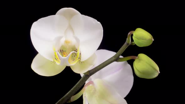 Blooming White Orchid Phalaenopsis Flower