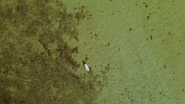 Cute Large White Polar Samoyed Dog Walks in the Sea