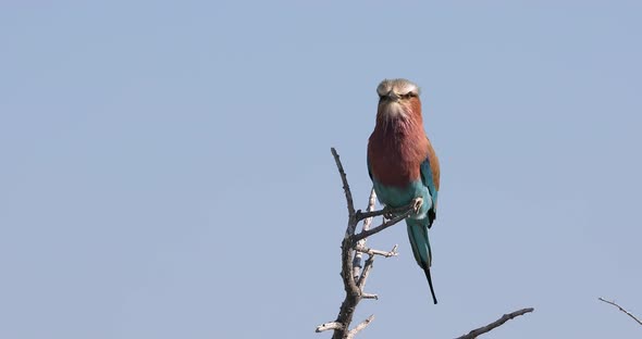 Bird Lilac-brested roller, africa safari and wildlife