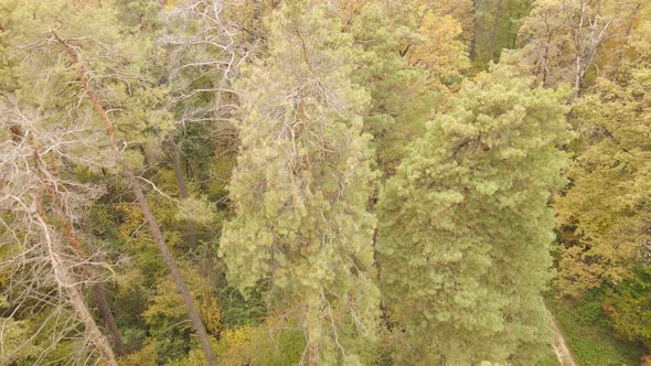 Forest with Trees in an Autumn Day