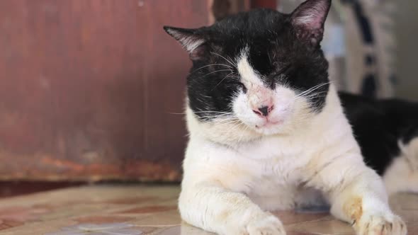 Old black and white cat taking a nap and moving its ears being on alert while lying on the floor nea