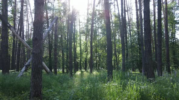 Beautiful Green Forest on a Summer Day Slow Motion