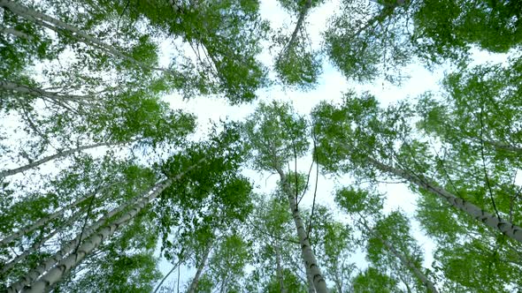 Walking Through the Birch Forest in the Summer. Green Forest. View of the Trees From the Bottom Up.