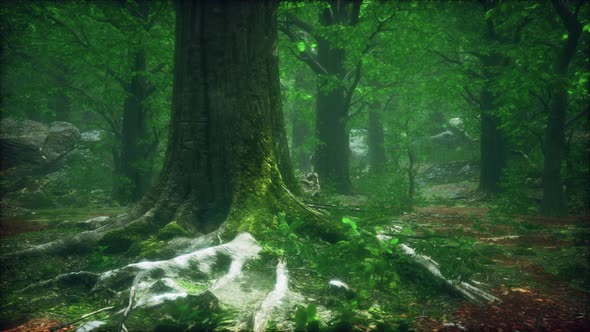 Dark Forest with Moss and Sun Rays Shining Trough