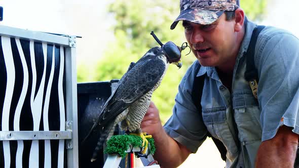 Male falconer stroking hooded falcon
