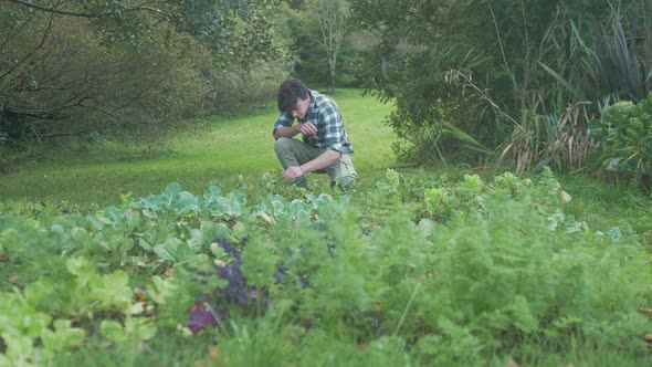 Young male gardener inspecting home grown turnips for harvesting. MEDIUM WIDE SHOT