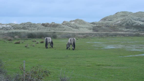 Konik horses in coastal wetland migrating birds reserve
