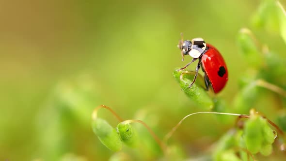 Close-up Wildlife of a Ladybug in the Green Grass in the Forest