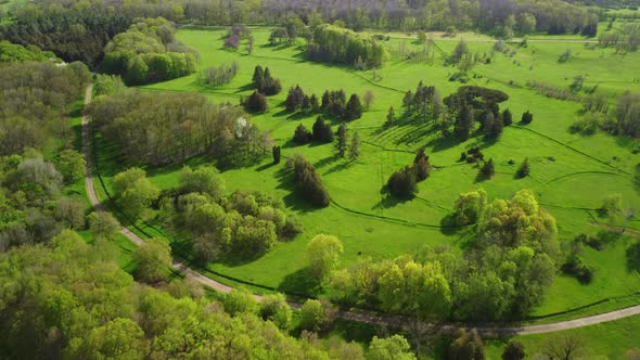 Aerial View of Coniferous Trees on a Green Meadow in the Park