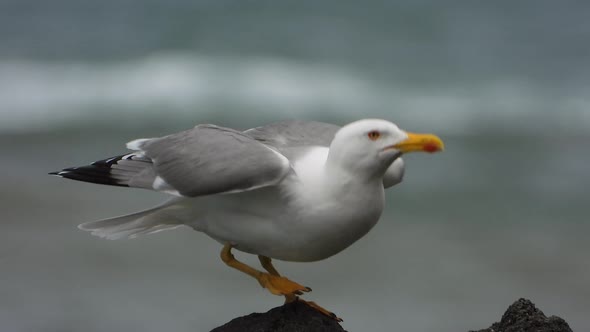 A Beautiful, Clean and Bright Feathered Seagull Bird on The Rock by The Sea