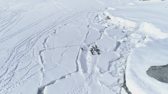 Arctic Gentoo Penguin Jump Over Ice Crack Aerial