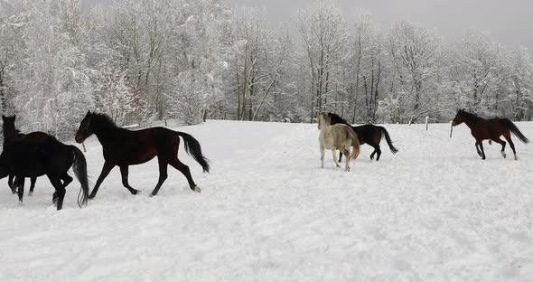 Horses are running on the snowy meadow in cold winter