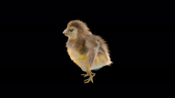 22 Baby Chicks Dancing 4K