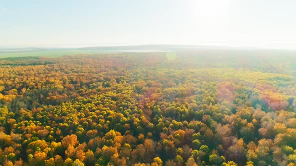 Aerial Video of Autumn Forest