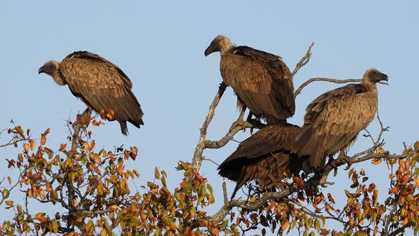 White-Backed Vultures In A Tree