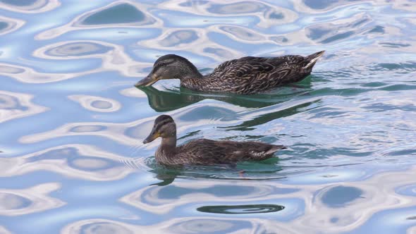 mother duck and duckling forage in the water 4k