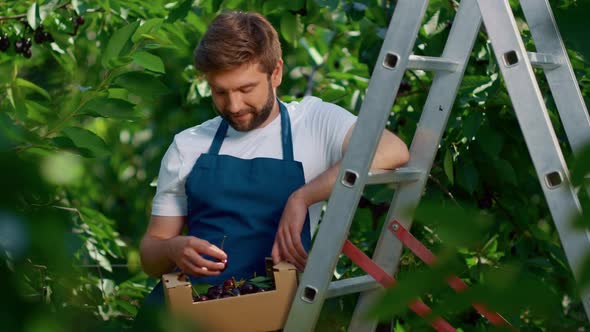 Farm Worker Harvesting Berry Fruits Small Box in Green Trees Plantation Smiling