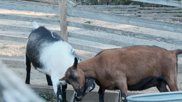Slow motion wide shot as a goat repeatedly slams its head into another goat's neck.
