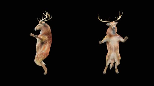 Deer Dancing HD