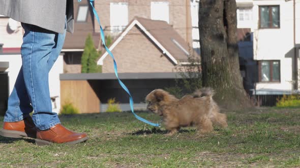 Pedigreed Puppy Walks Along Green Grass Sits and Itches