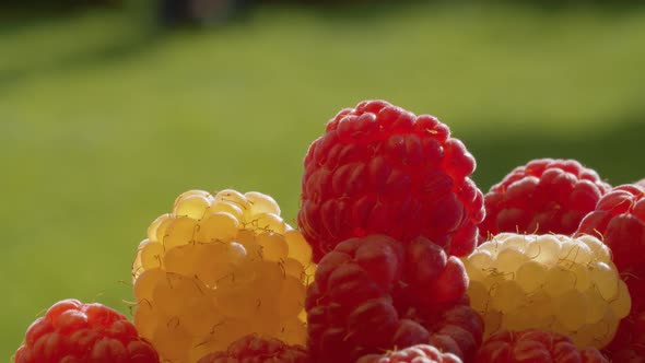 Ripe red and yellow raspberry