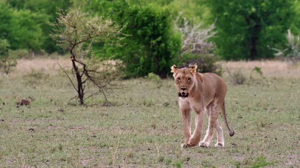 A Lioness Walking Slowly On The Grassland In Nxai Pan In Botswana - Medium Shot