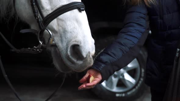 Beautiful White Horse Eats Bread From a Man's Hand