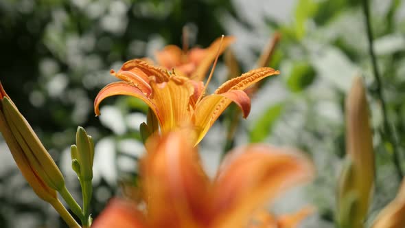 Shallow DOF   Hemerocallis fulva orange plant  4K 2160p 30fps UltraHD footage - Close-up of decorati