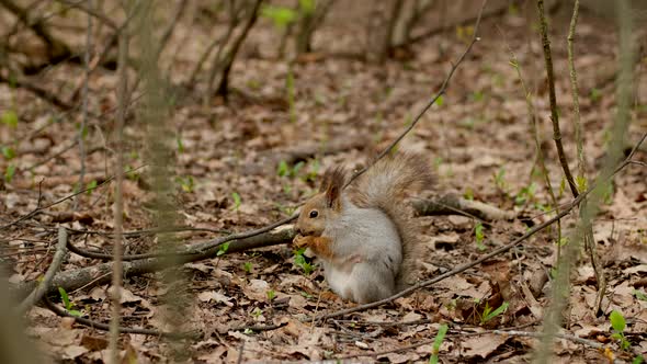 Gray Fluffy Squirrel Holds a Hazelnut in Its Paws and Eat It in Spring Forest