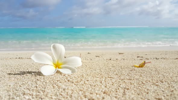 Aerial nature of marine coast beach journey by shallow sea with white sandy background of a dayout i