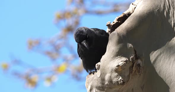 Western jackdaw (Coloeus monedula), perched on a platanus