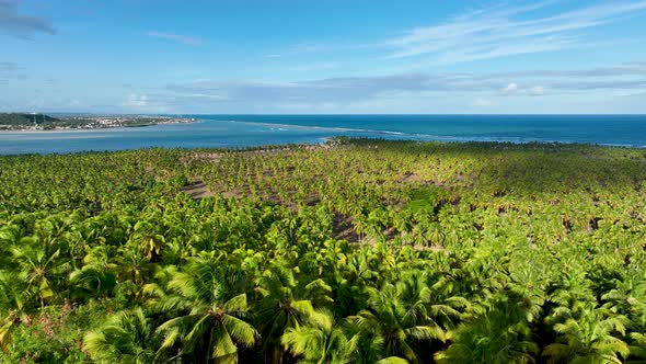 Coconut trees plantation near Gunga Beach at Maceio Alagoas Brazil.