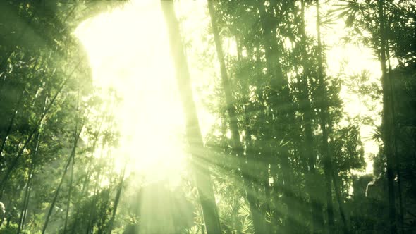 Green Bamboo in the Fog with Stems and Leaves