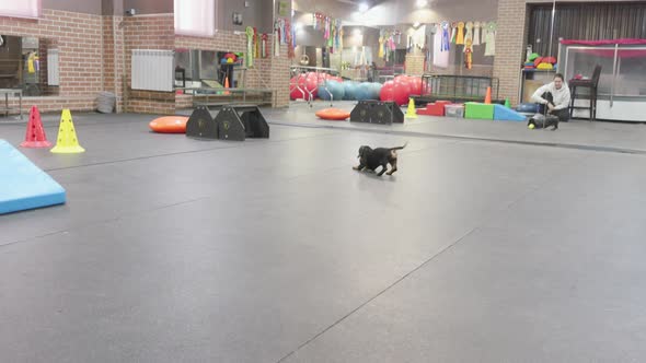 Active Dachshund Puppy Runs Funny After a Tennis Ball and Brings It Back to Handler in the Dog Gym