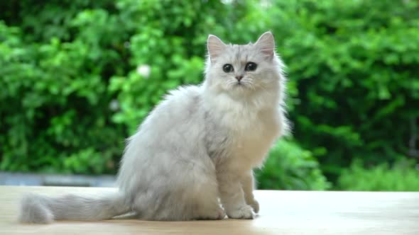 Cute Persian Cat Sitting On Wood Table