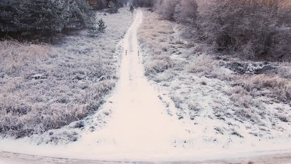 Field Road Trees Aerial View are Covered with White Frost