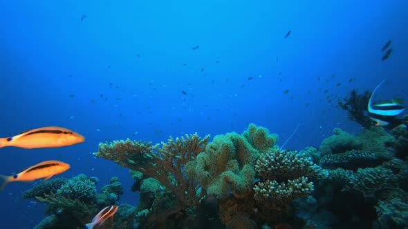 Underwater Colourful Reef Fish