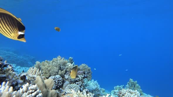 Underwater Fish Tropical Reef Marine