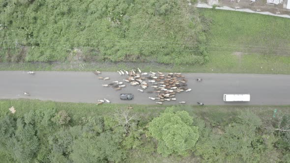 Aerial horizontal view, following a group of cows that is being herded