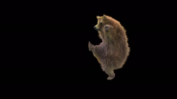 128 Bear Dancing 4K