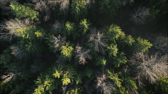 Tops of the Trunks of the Mysterious Autumn Forest