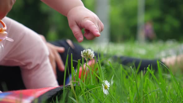 Baby Hand Touching A Small Wild Flower.